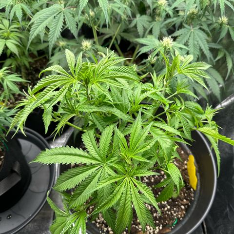 OG Kush growlog timeline photo
