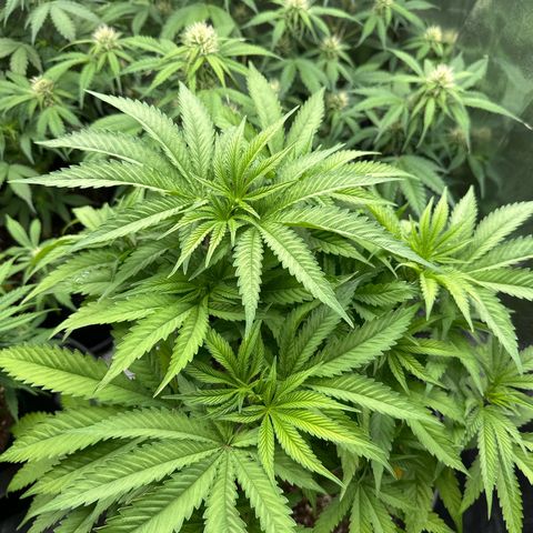 OG Kush growlog timeline photo