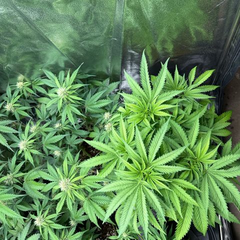 OG Kush growlog timeline photo