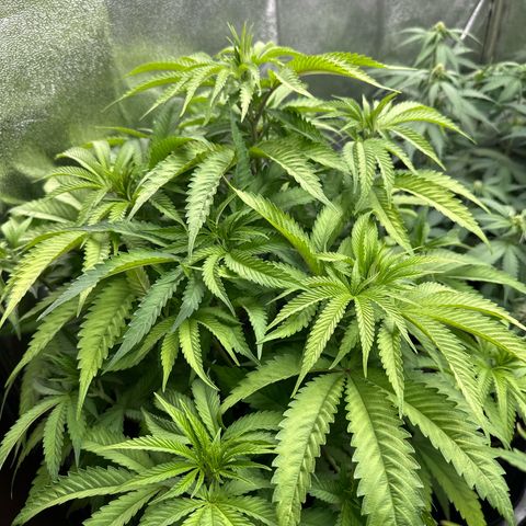 OG Kush growlog timeline photo