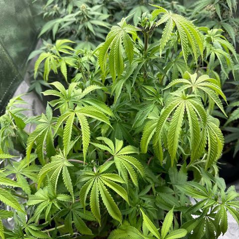 OG Kush growlog photo: Hat zu wenig Wasser bekommen. Muss also jetzt mehr gießen 