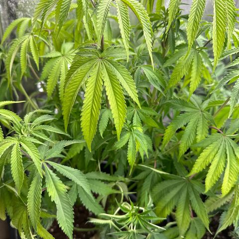 OG Kush growlog photo: Hat zu wenig Wasser bekommen. Muss also jetzt mehr gießen 