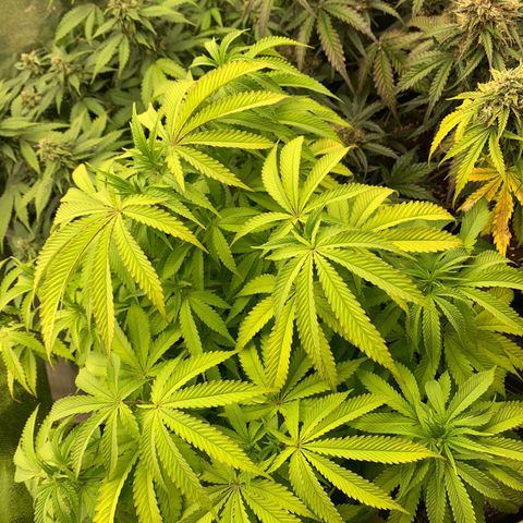 OG Kush growlog timeline photo