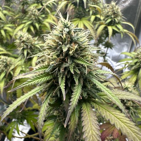 OG Kush growlog timeline photo