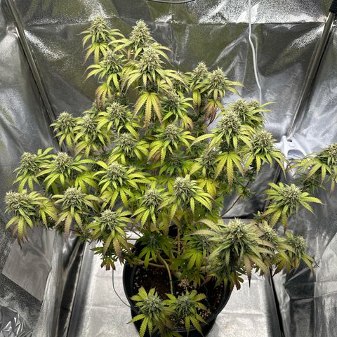 OG Kush growlog timeline photo