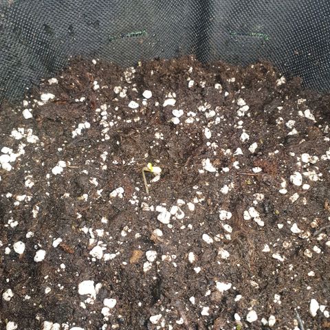 White Strawberry Skunk growlog timeline photo