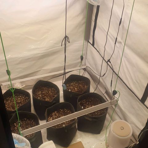 White Strawberry Skunk growlog timeline photo