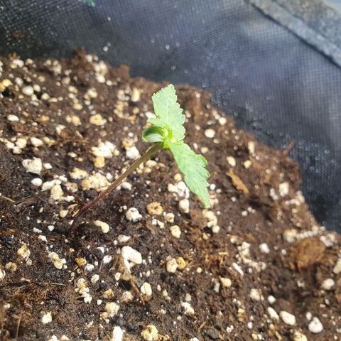 White Strawberry Skunk growlog timeline photo