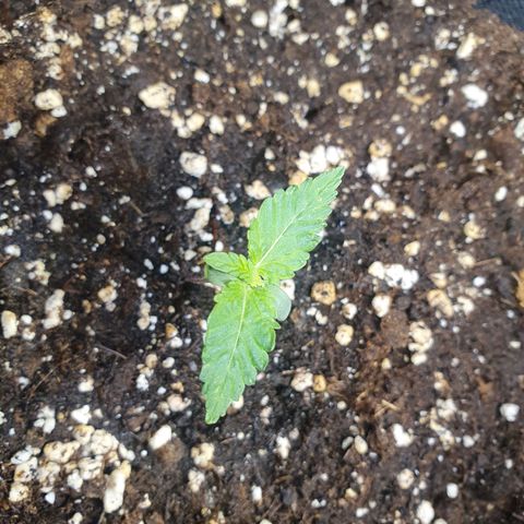 White Strawberry Skunk growlog timeline photo