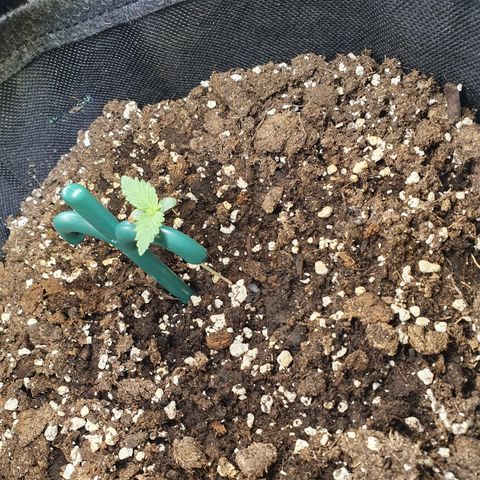 Mandarine Jam growlog timeline photo