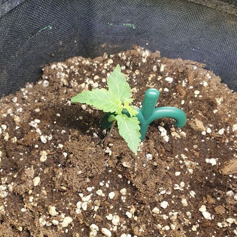 White Strawberry Skunk growlog timeline photo