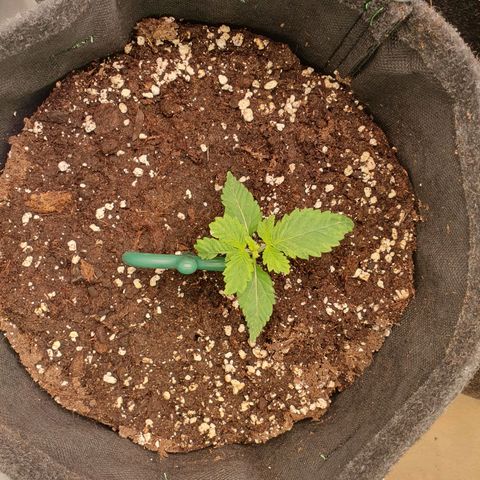 White Strawberry Skunk growlog timeline photo
