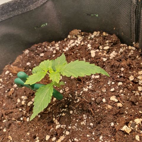White Strawberry Skunk growlog timeline photo