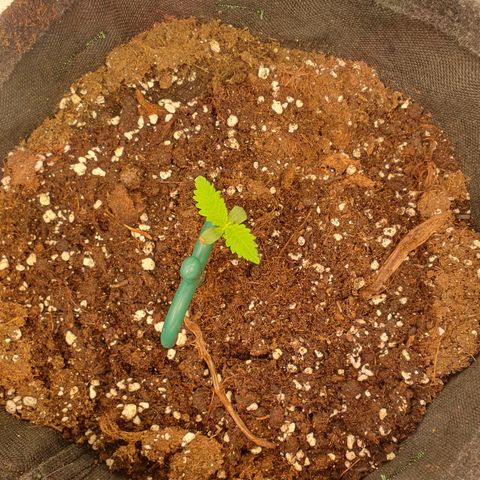 Mandarine Jam growlog timeline photo