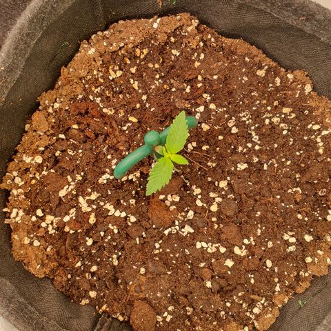 Mandarine Jam growlog timeline photo