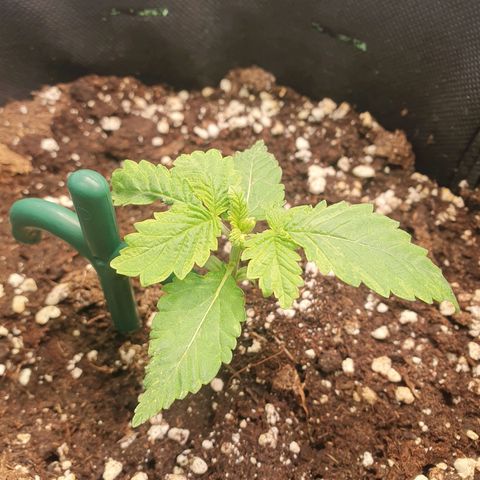 White Strawberry Skunk growlog timeline photo