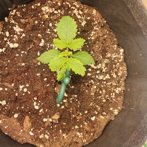 White Strawberry Skunk growlog timeline photo