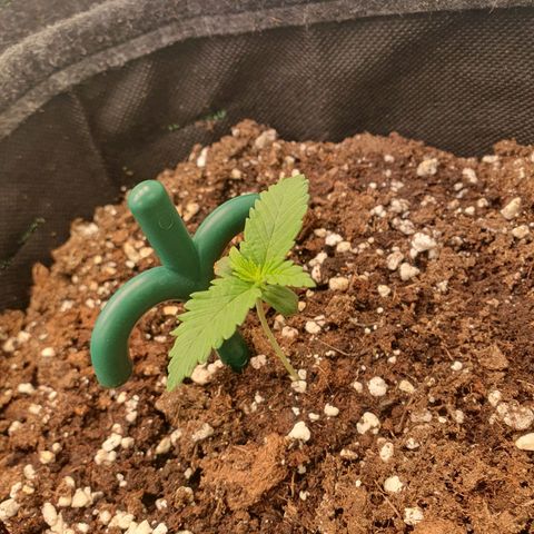 Mandarine Jam growlog timeline photo