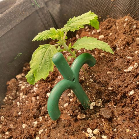 White Strawberry Skunk growlog timeline photo