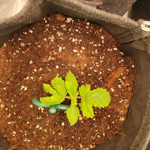 White Strawberry Skunk growlog timeline photo
