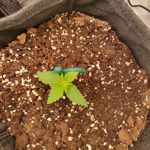 Mandarine Jam growlog timeline photo
