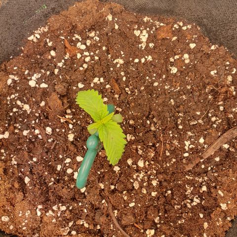 Mandarine Jam growlog timeline photo