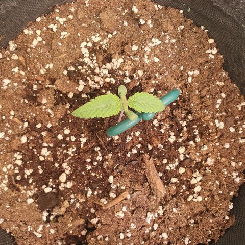 White Strawberry Skunk growlog timeline photo