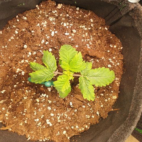 White Strawberry Skunk growlog timeline photo