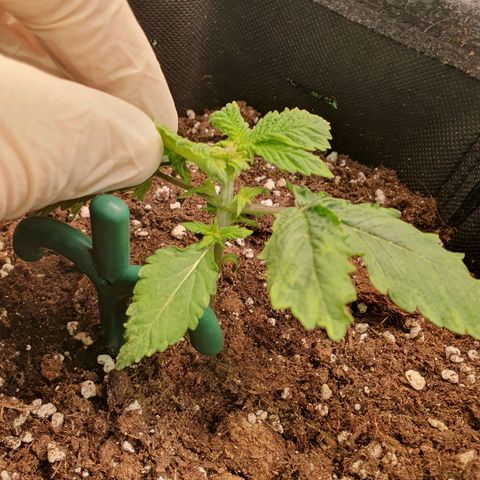 White Strawberry Skunk growlog timeline photo