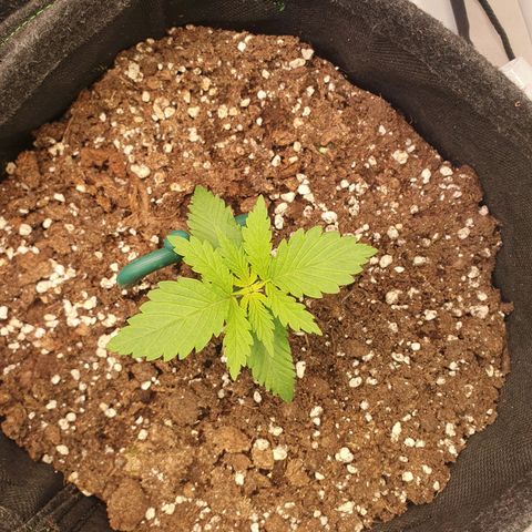 Mandarine Jam growlog timeline photo