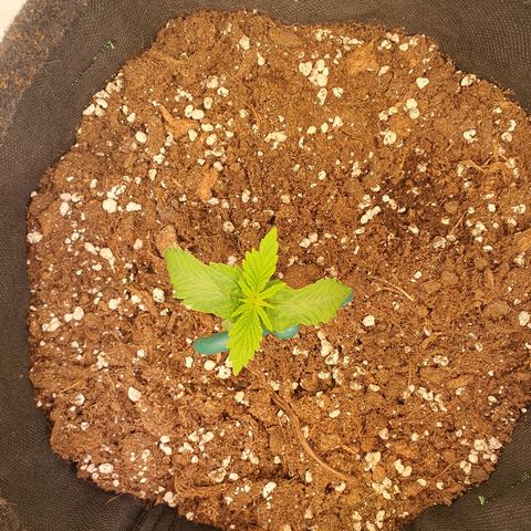 Mandarine Jam growlog timeline photo