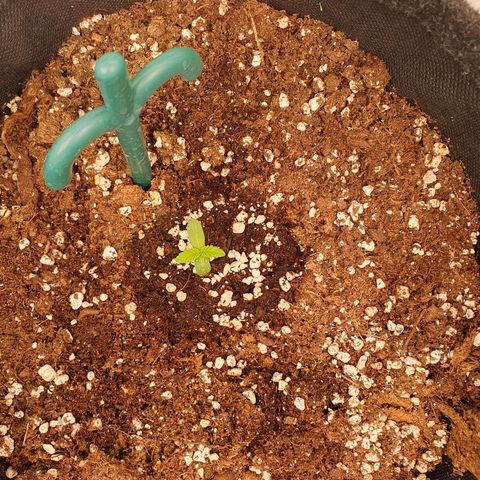 Hindu Kush growlog timeline photo