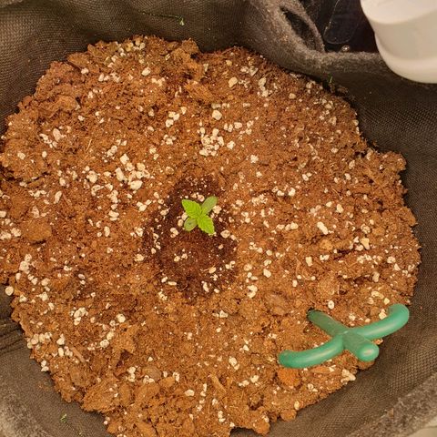 Hindu Kush growlog timeline photo