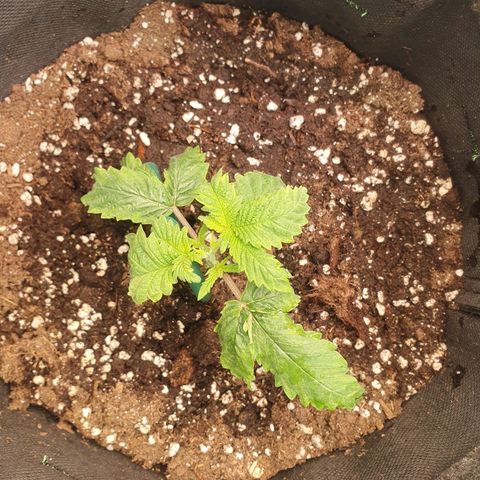 White Strawberry Skunk growlog photo: First topping
