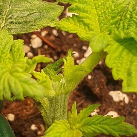 White Strawberry Skunk growlog photo: First topping