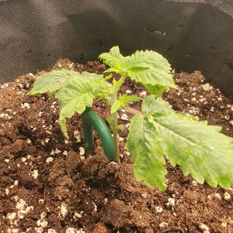 White Strawberry Skunk growlog photo: First topping