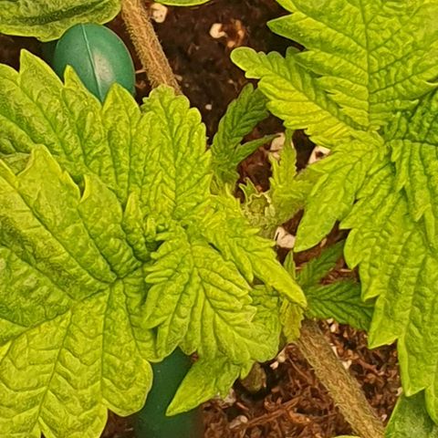 White Strawberry Skunk growlog photo: 6h after topping