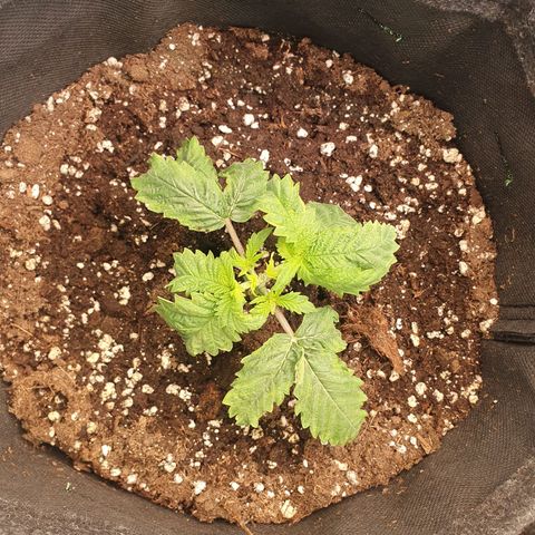 White Strawberry Skunk growlog timeline photo