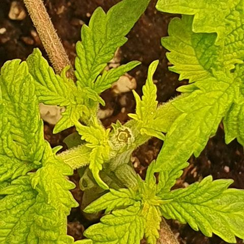 White Strawberry Skunk growlog timeline photo