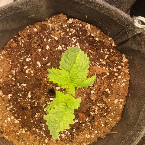 White Strawberry Skunk growlog timeline photo