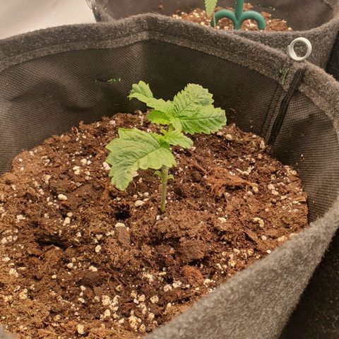 White Strawberry Skunk growlog timeline photo