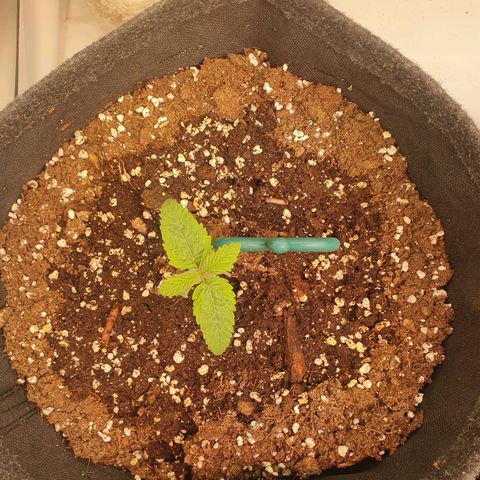 White Strawberry Skunk growlog timeline photo