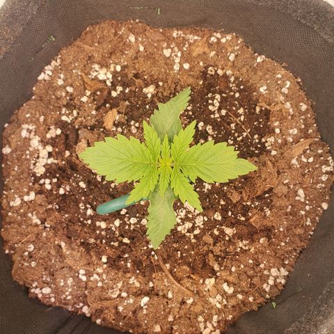 Mandarine Jam growlog timeline photo