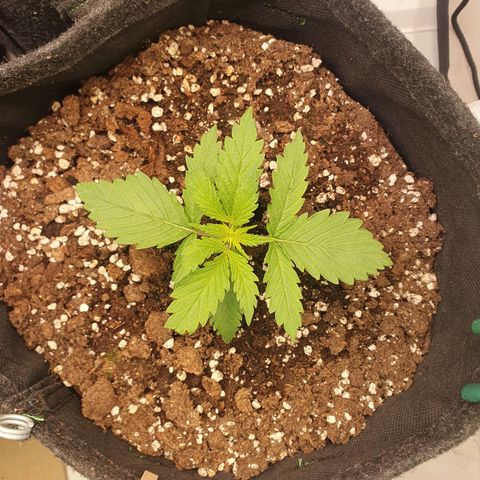 Mandarine Jam growlog timeline photo