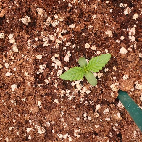 Hindu Kush growlog timeline photo
