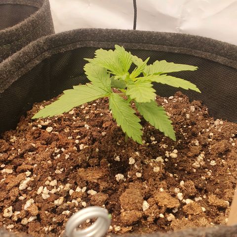Mandarine Jam growlog timeline photo