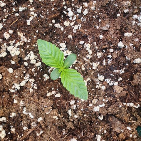 Hindu Kush growlog timeline photo