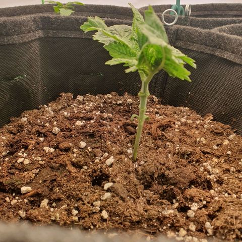 White Strawberry Skunk growlog timeline photo