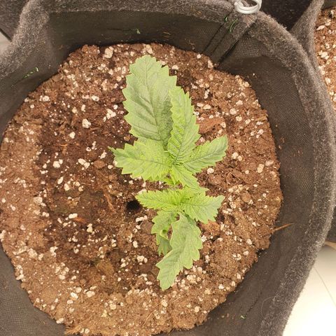 White Strawberry Skunk growlog timeline photo