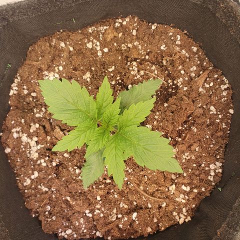 Mandarine Jam growlog timeline photo